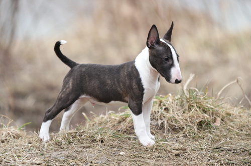 bull terrier castanho e branco no campo