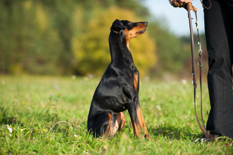 pinscher sentado nas patas traseiras durante o treino