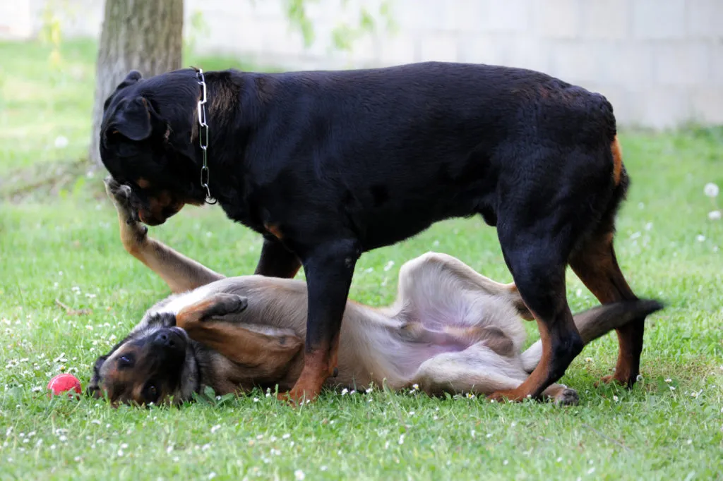 cães dominantes_2 rottweiler à luta com outro cão