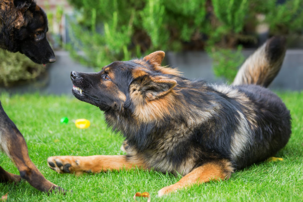 dois cães em conflito