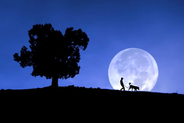 passeio à lua cheia de dono e cão