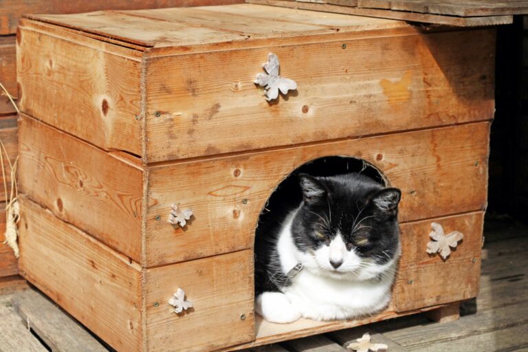 Casas para gatos: gato preto e branco deitado dentro da sua casa