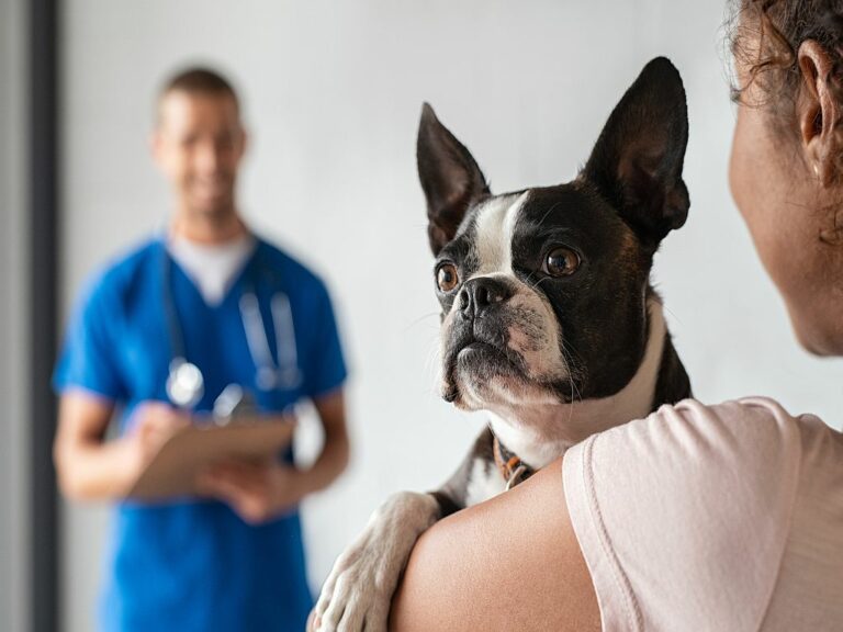mulher com boston terrier no veterinário
