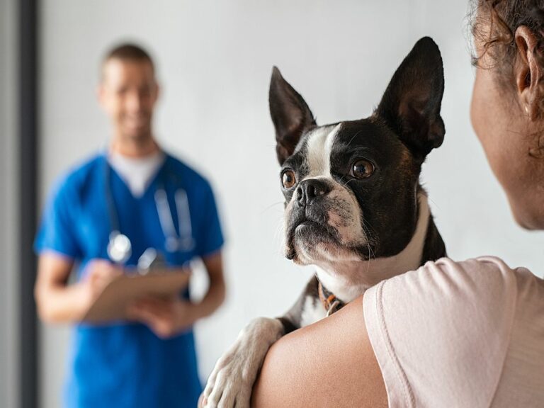 doença hepática nos cães_1 mulher com boston terrier no veterinário