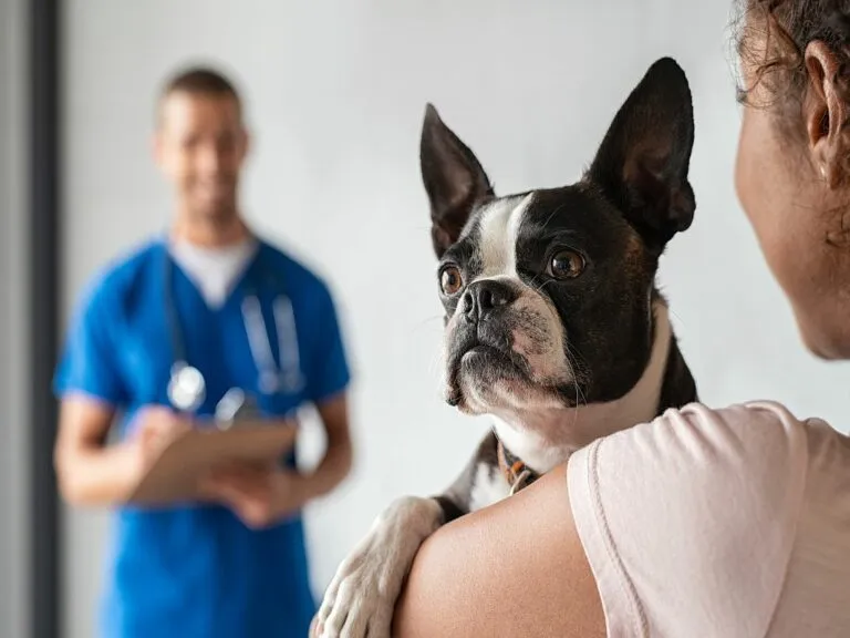 doença hepática nos cães_1 mulher com boston terrier no veterinário