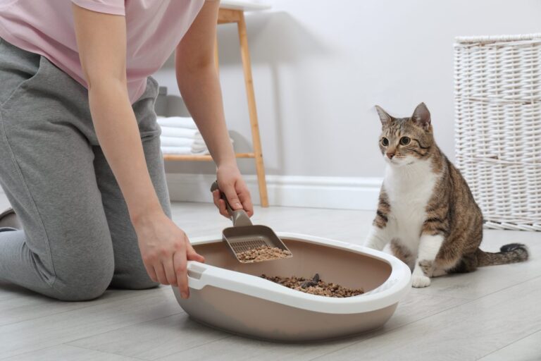 mulher a limpar a caixa de areia do gato