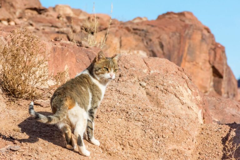 gato numa zona árida e montanhosa