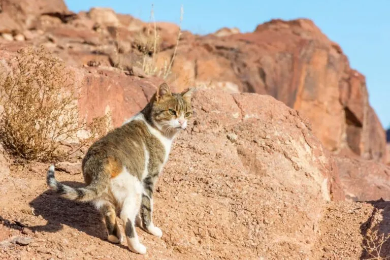 gatos do deserto_1 gato numa zona árida e montanhosa