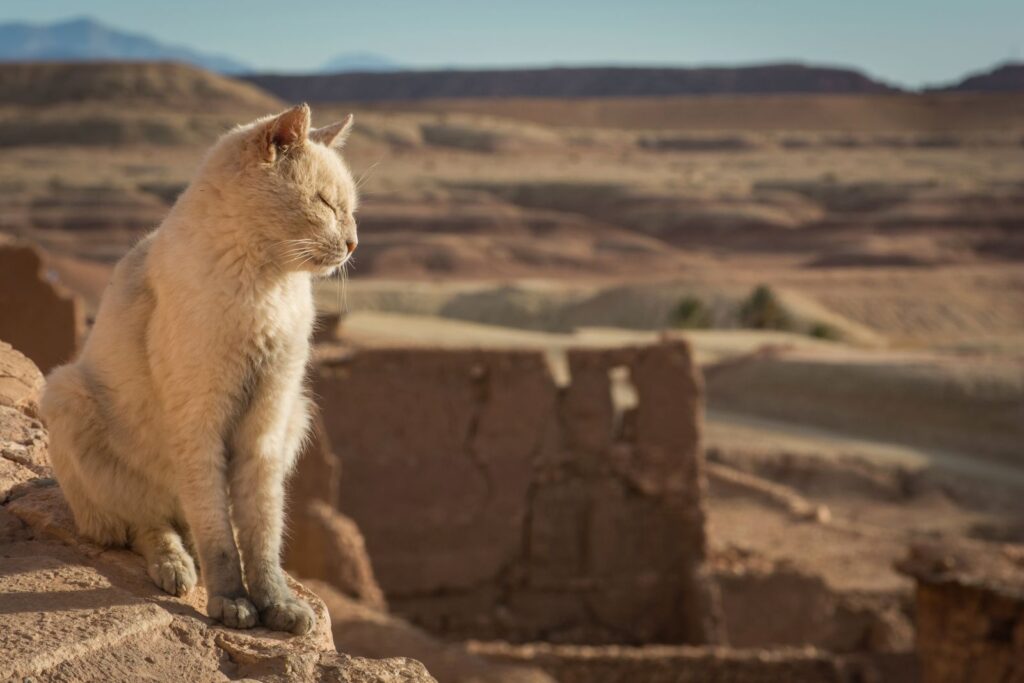 gato no deserto de Marrocos