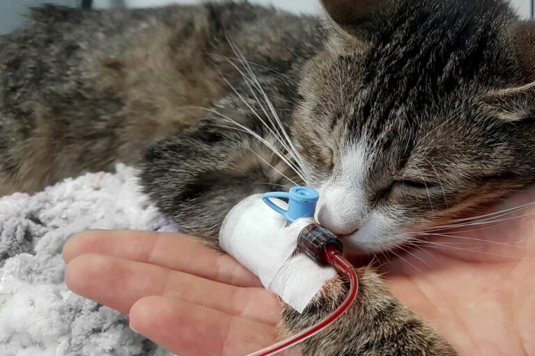 Gatos podem doar sangue: gato a receber uma transfusão de sangue
