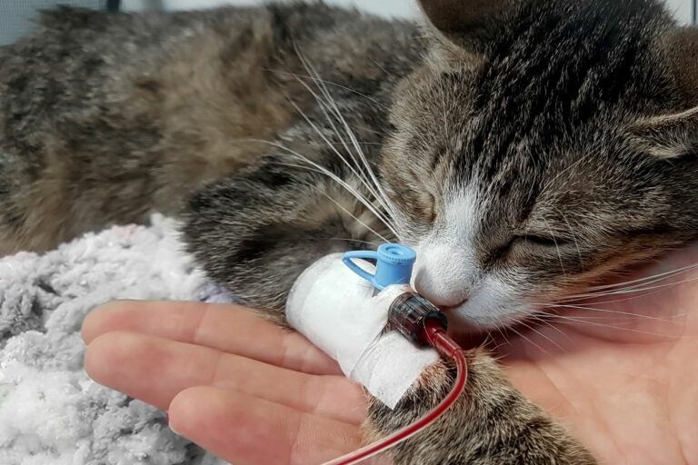 gatos_sangue_1 Gatos podem doar sangue: gato a receber uma transfusão de sangue