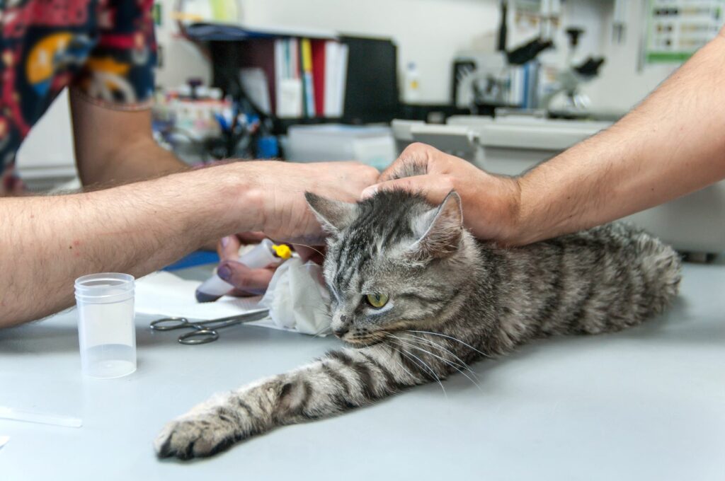 Os gatos podem doar sangue: gato deitano na mesa do consultório em preparação para doar sangue