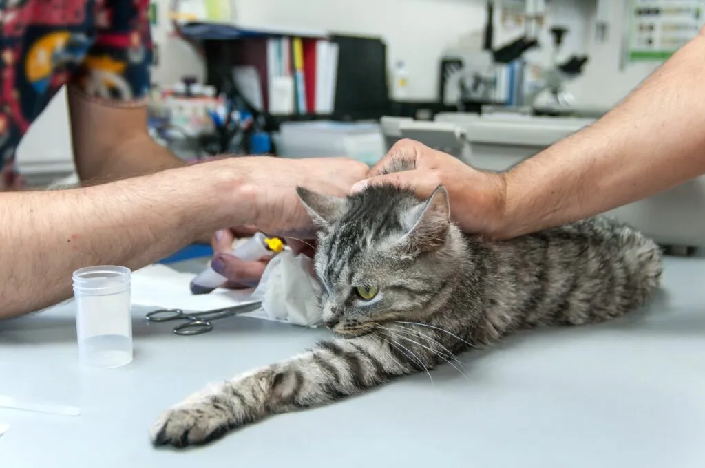 gatos_sangue_2 Os gatos podem doar sangue: gato deitano na mesa do consultório em preparação para doar sangue