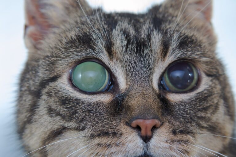 gato com glaucoma agudo