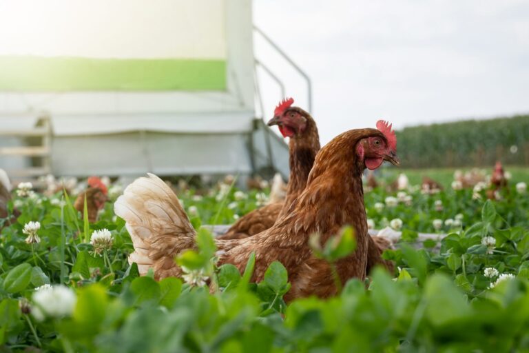 Freilaufhaltung von Legehennen – Nahaufnahme von einem braunen Huhn auf einer saftig grünen Kleegrasweide. Galinhas num campo verde. Os galináceos são aves muito susceptíveis a apanhar gripe das aves