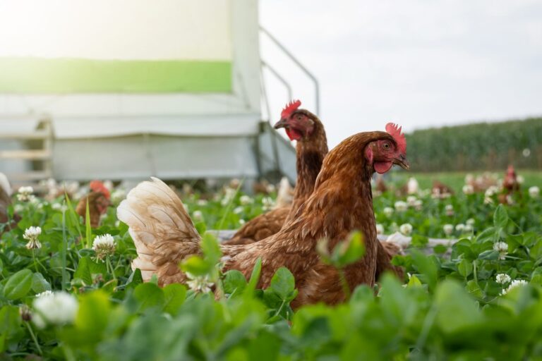 Galinhas num campo verde. Os galináceos são aves muito susceptíveis a apanhar gripe das aves