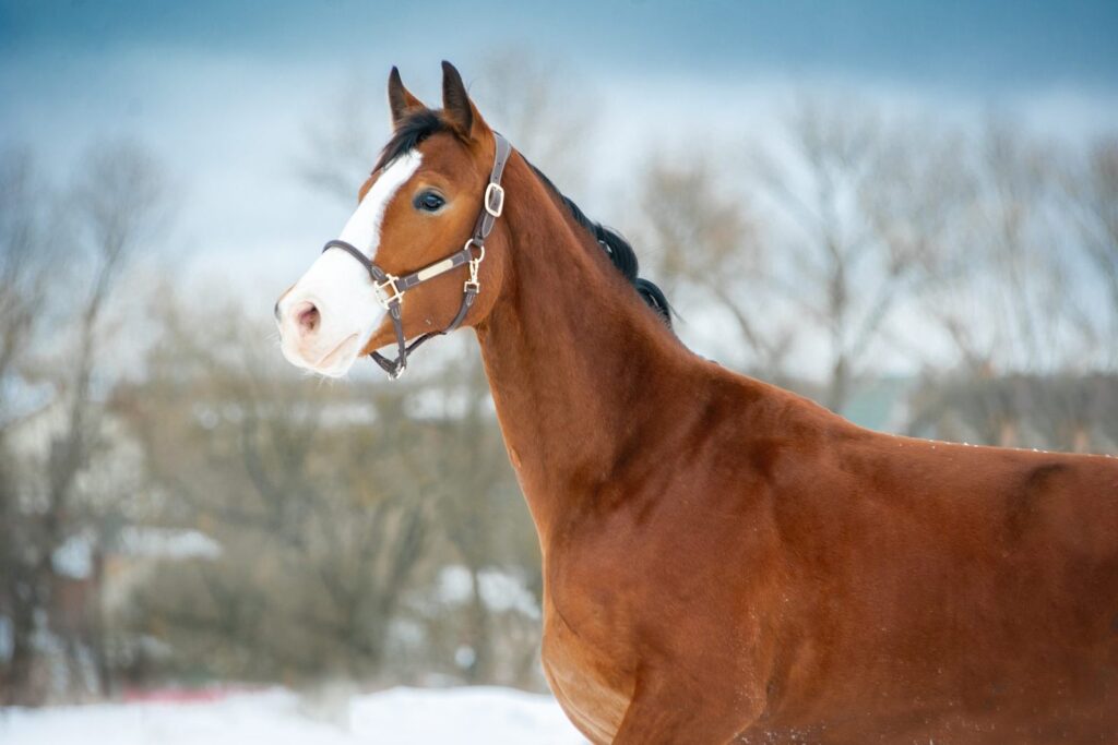 jovem cavalo holsteiner com neve em redor e céu azul