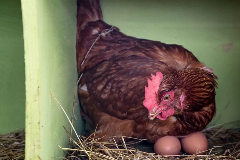 A retenção de ovos nas galinhas: galinha a chocar dois ovos