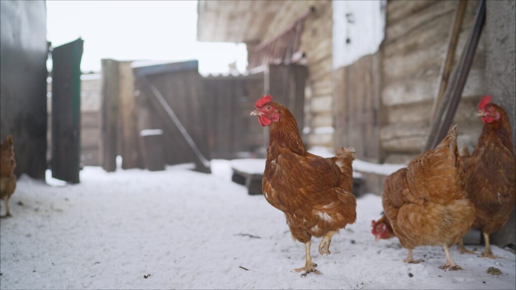 Várias galinhas no exterior da capoeira com o chão coberto de nece