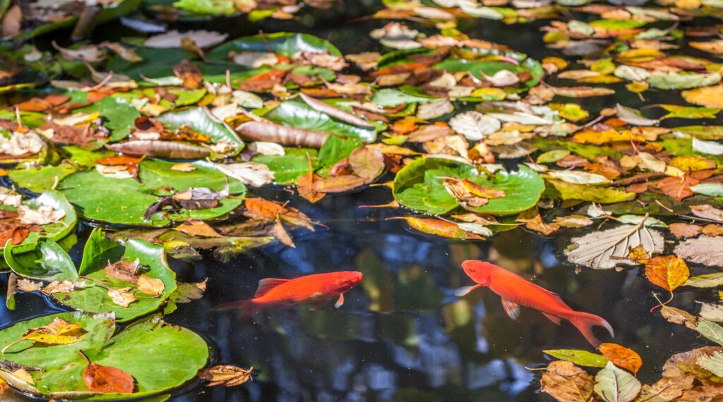 Cuidados com peixes de lago no inverno