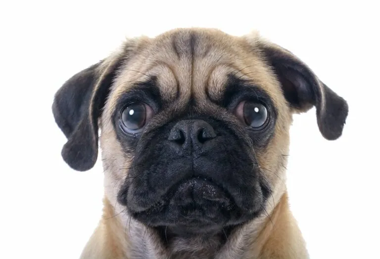 pug retro_1 pug retro, focinho em grande plano