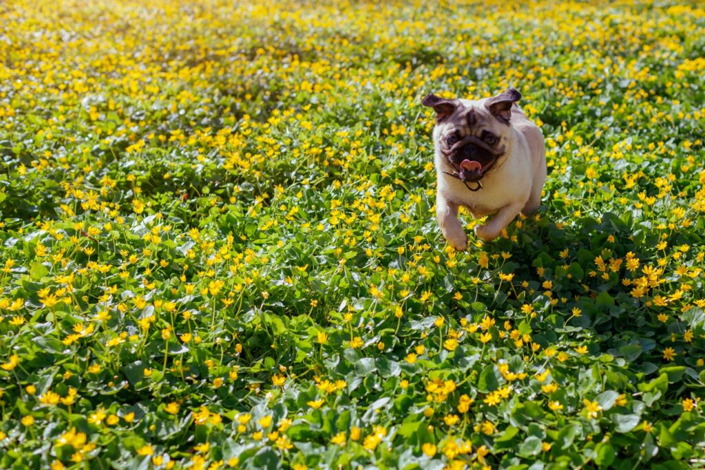 pug retro a correr num campo de flores amarelas