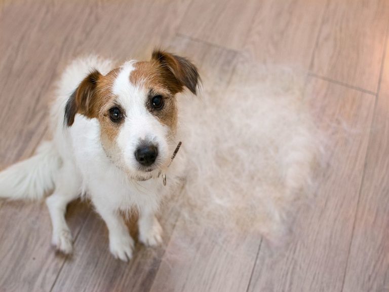 Cão da raça jack russel sentado com pelo ao lado. A queda de pelo nos cães é um problema que requer atenção médica.