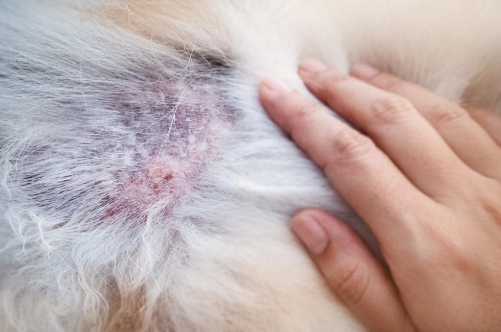 A queda de pelo nos cães pode ser um sinal de uma doença grave