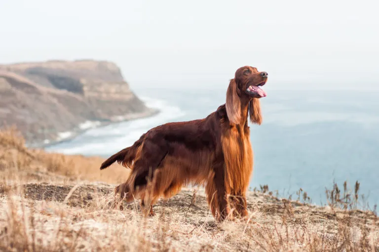Red irish setter at Russian Island Setter irlandês adulto de pé numa falésia junto ao mar