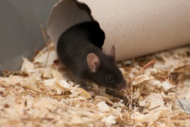 rato castanho a brincar com rolo de cartão
