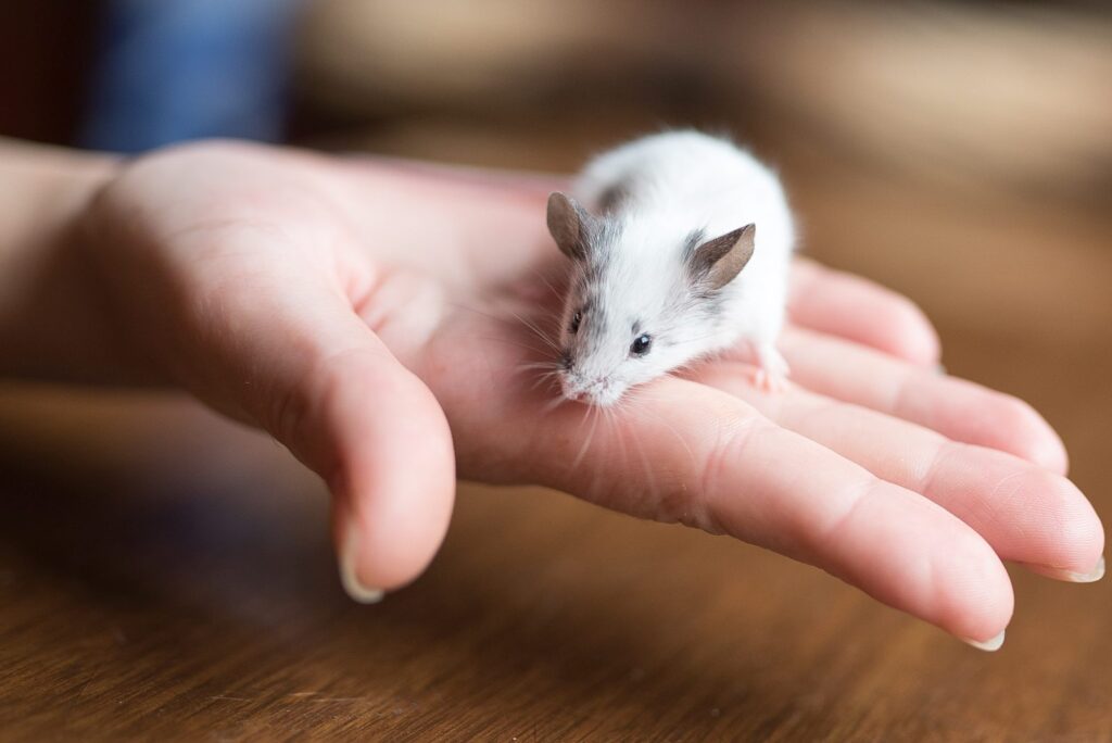 ratinho branco na mão do dono