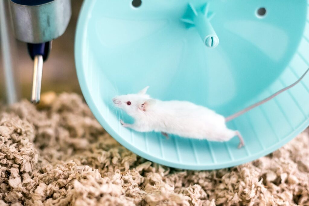 rato albino com olhos vermelhos a brincar dentro da roda