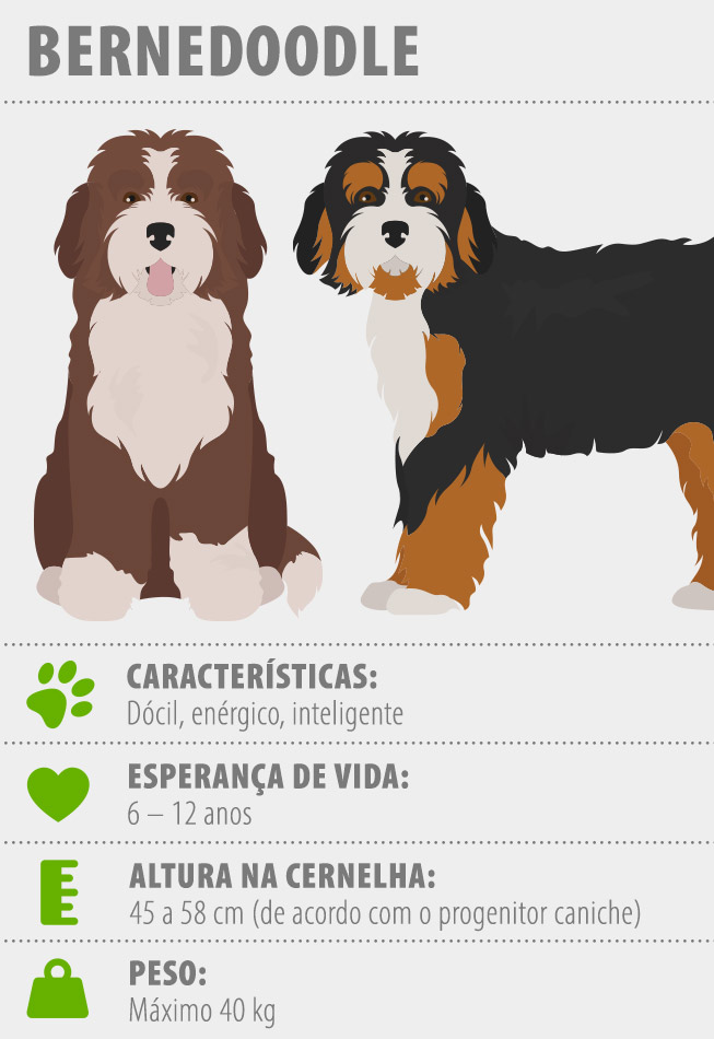 bernedoodle: principais características