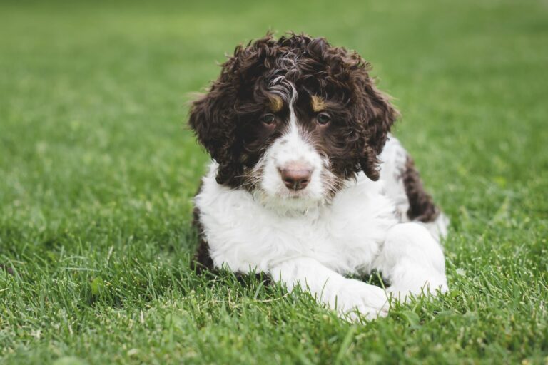 Cachorro bernedoodle branco e castanho deitado na relva