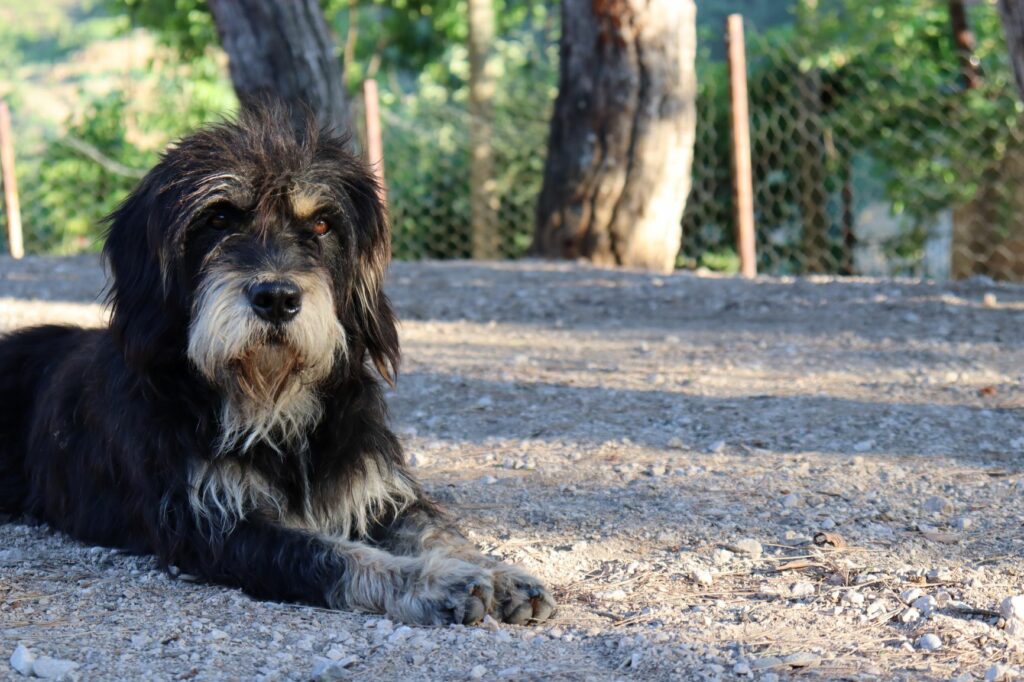 Bernedoodle deitado num parque.