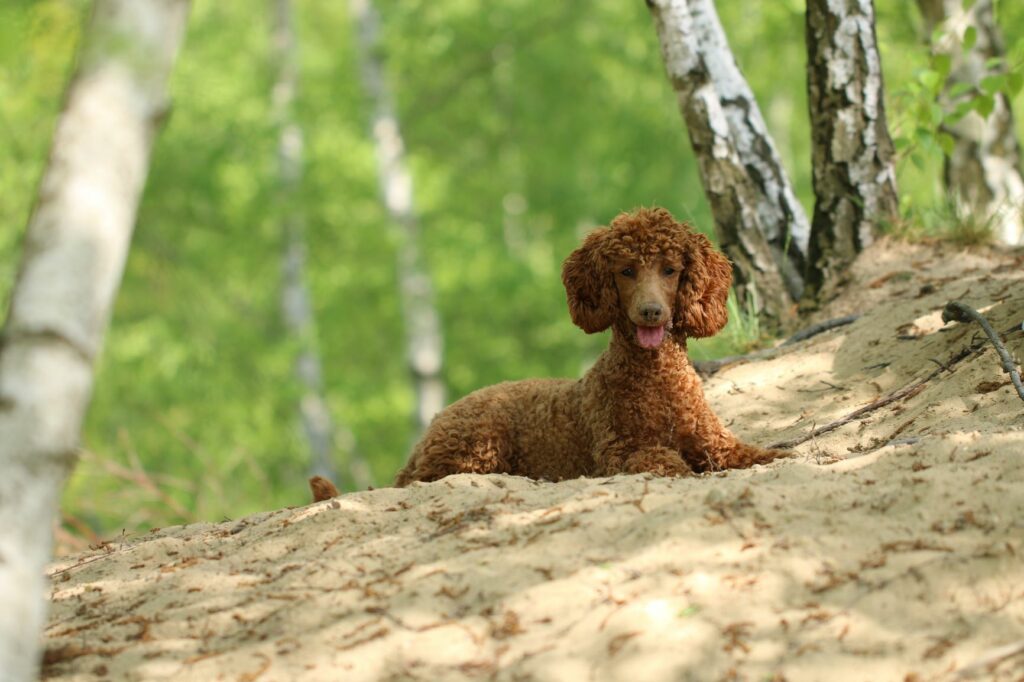 Caniche castanho deitado numa floresta. Esta raça é uma excelente alternativa ao bernedoodle