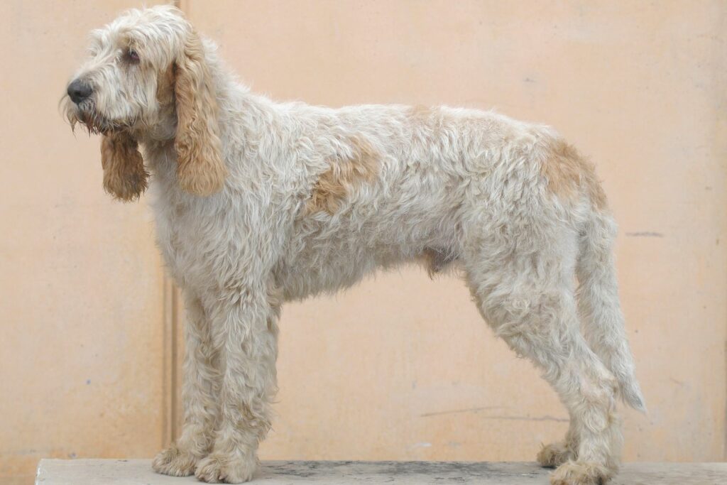 Grande griffon da Vendeia branco com manchas beges