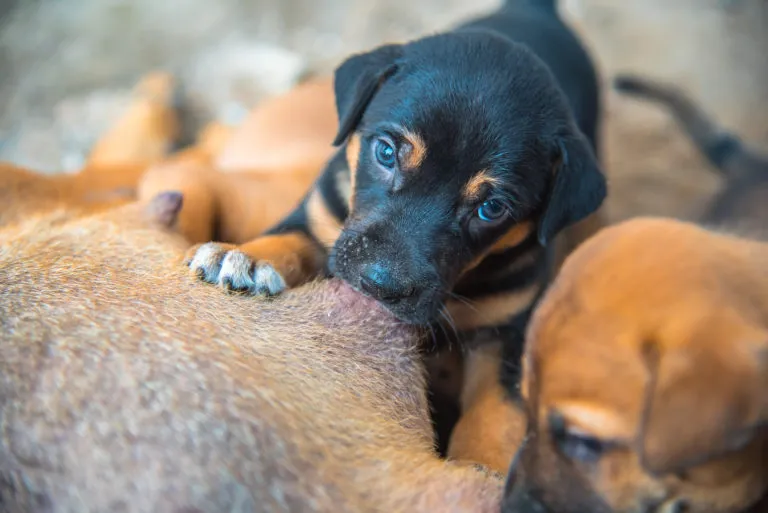 Brown and black newborn puppies sucking milk from bitch amamentação dos cachorros: cachorros preto e castanho a mamar