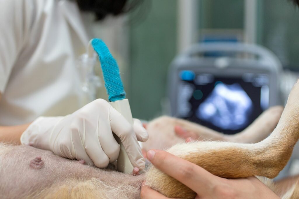 Nascimento e amamentação dos cachorros: veterinário faz uma ecografia a uma cadela