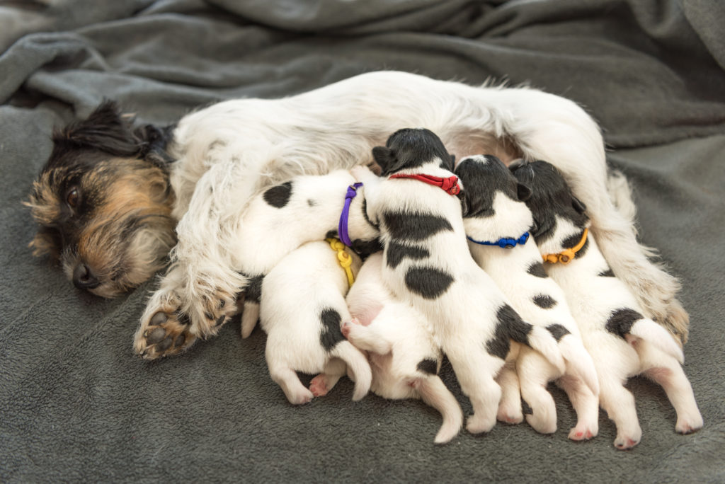 Newborn dogs baby – 8 day old – jack russell Cadela a dar de mamar aos cachorros