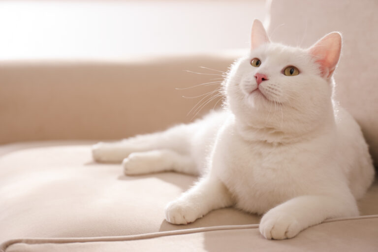 Artrose nos gatos: gato branco deitado no sofá