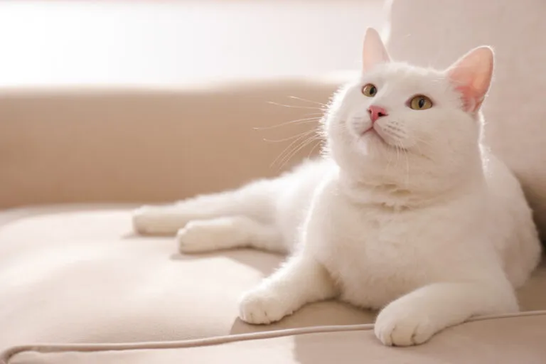 Cute white cat on sofa at home Artrose nos gatos: gato branco deitado no sofá