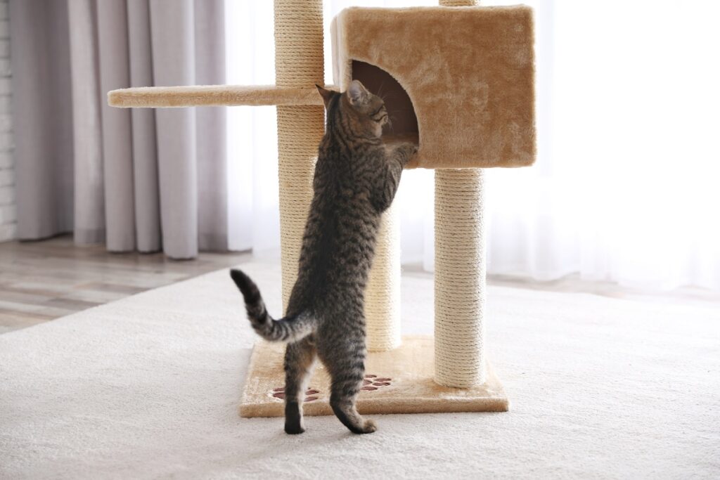 Cute tabby cat and pet tree at home Gato com padrão tabby a subir para o arranhador. A atrose nos gatos dificulta-lhes os movimentos.