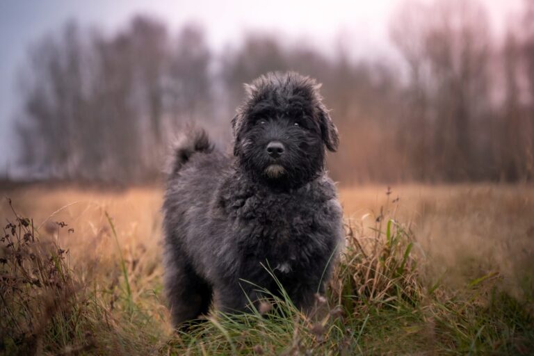 bouvier da flandres preto no campo