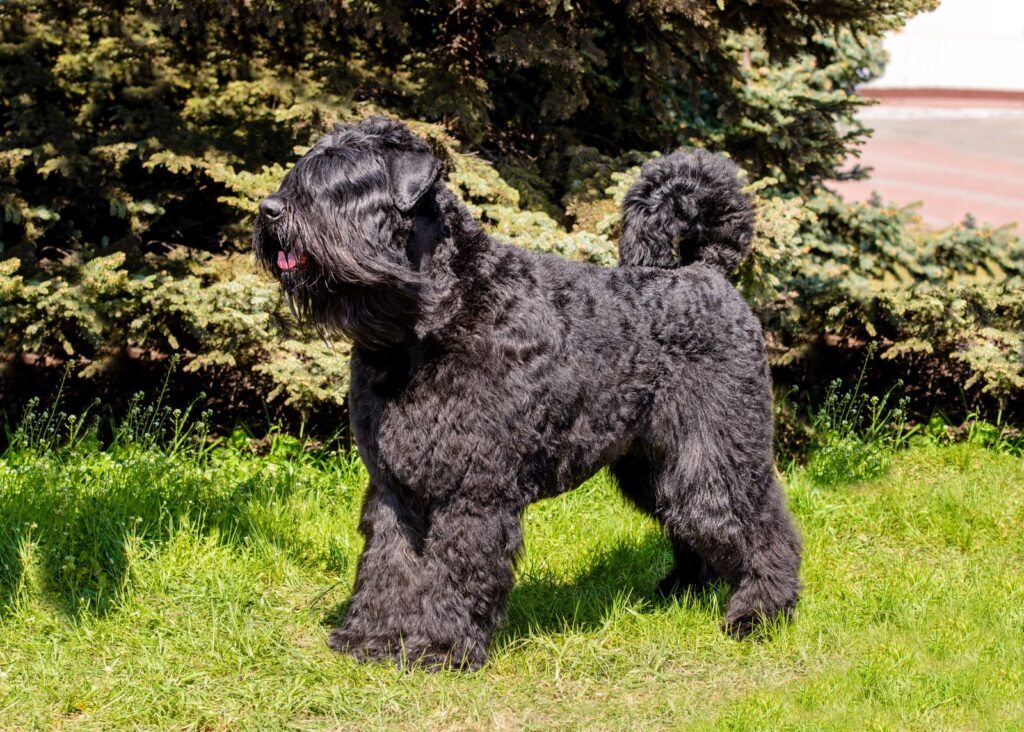 bouvier da flandres preto no jardim