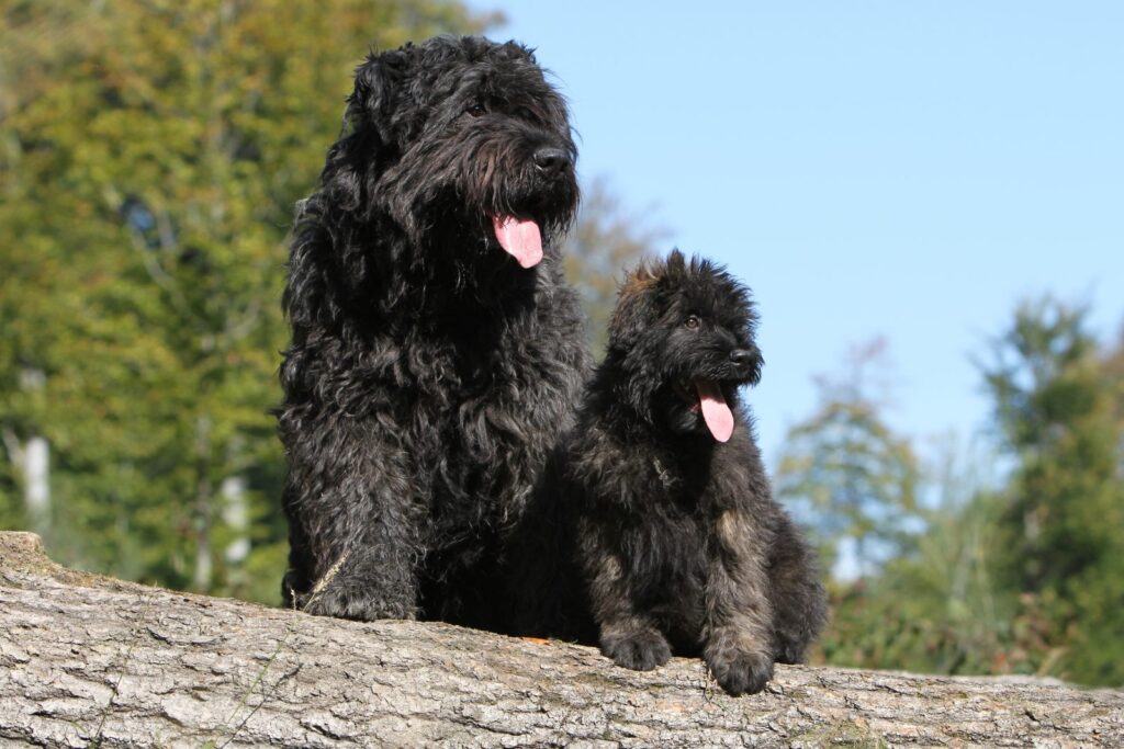 cadela e cachorro bouvier da flandres lado a lado em cima de tronco