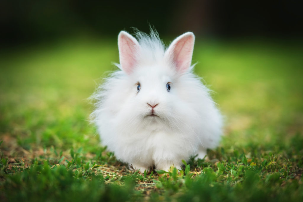 Coelho anão branco com orelhas em péna relva. Os cuidados com coelhos anões pode incluir cortar as unhas