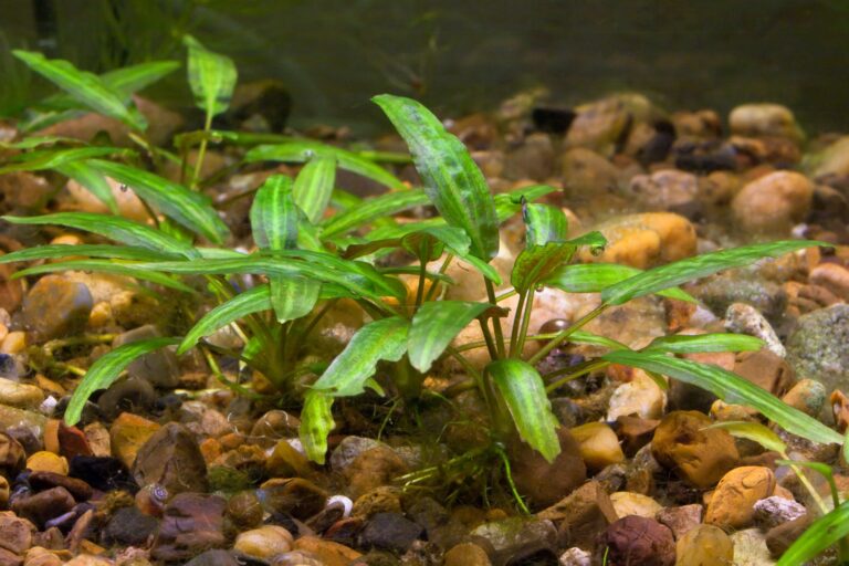 cryptocoryne em aquário de água doce