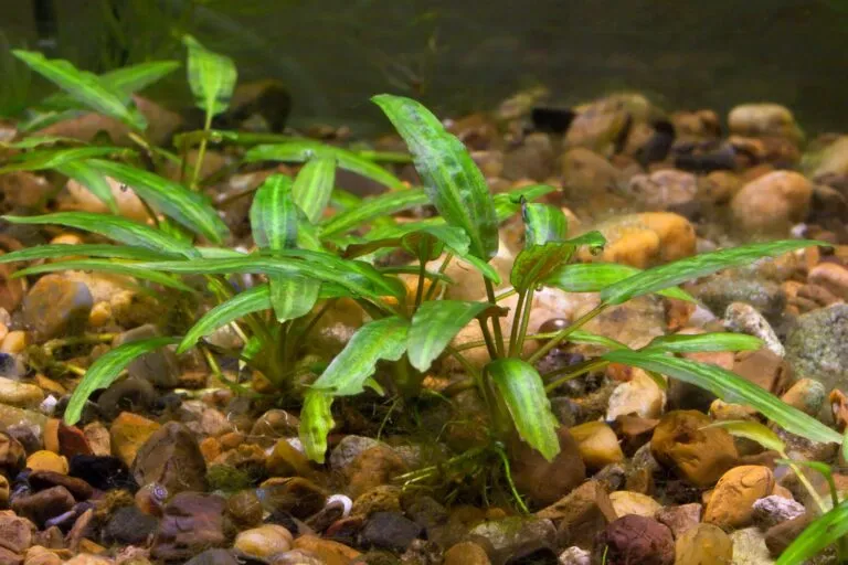 cryptocoryne em aquário de água doce