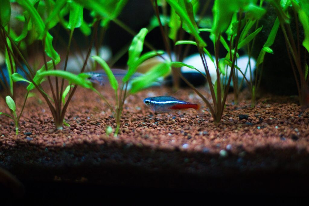 Closeup de um peixe neón-tetra fish entre uma planta Cryptocoryne willisii